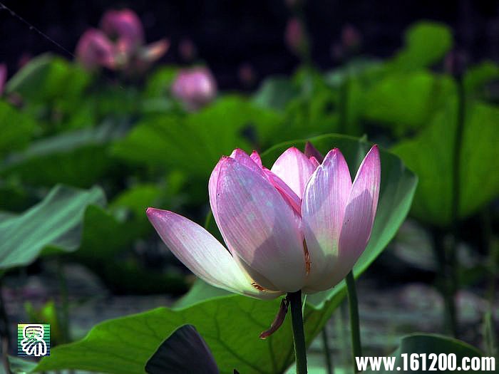 nEO_IMG_IMG_7064.jpg