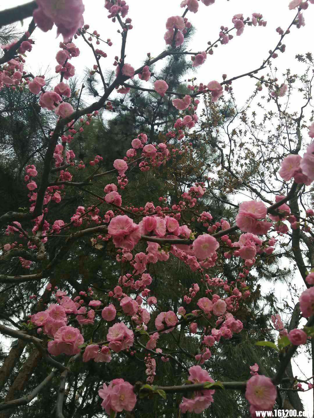 wechat_upload15227963285ac40728db354