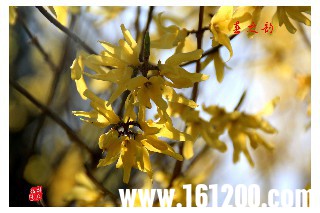 IMG_2952.jpg